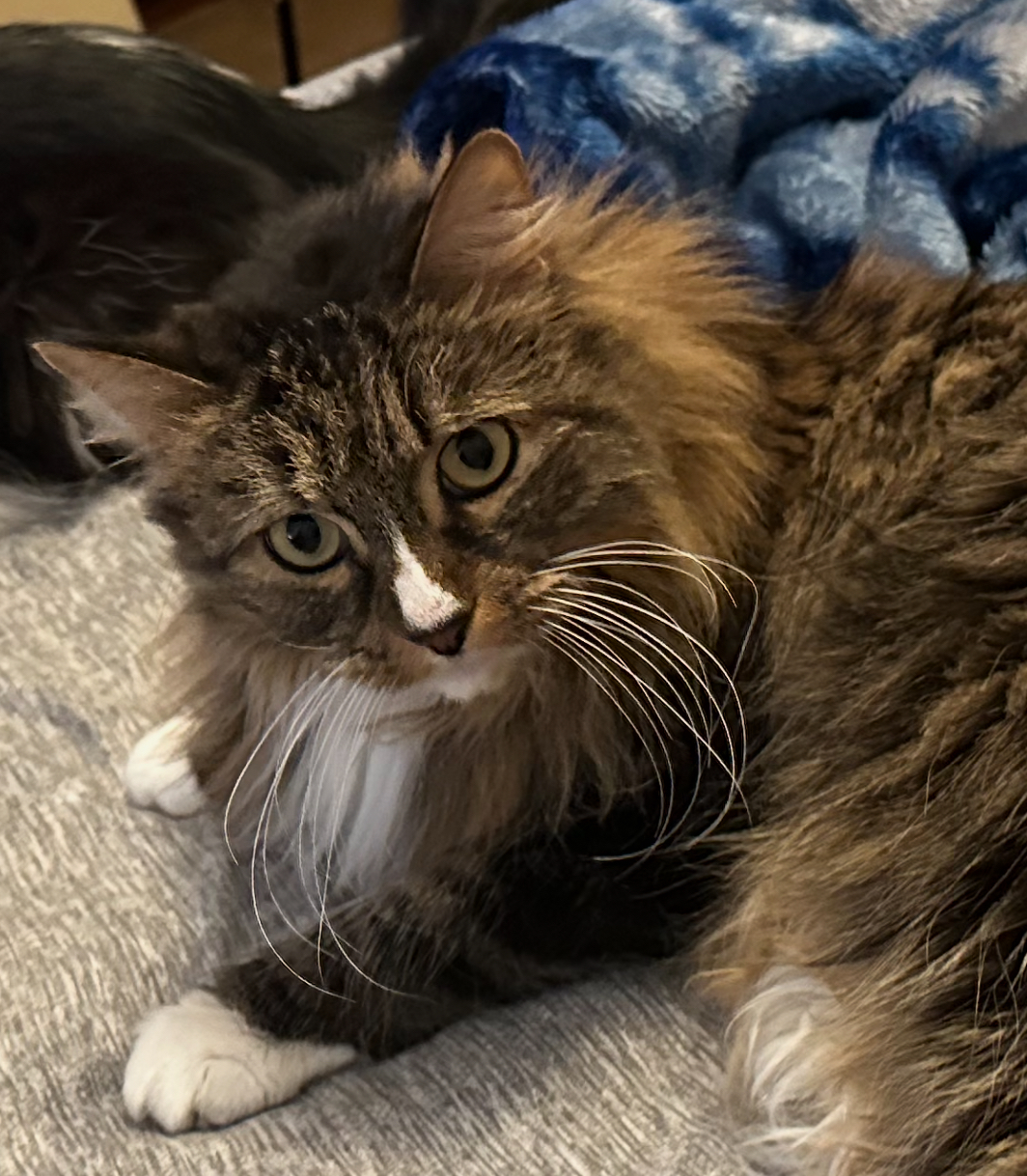 Long haired  brown cat