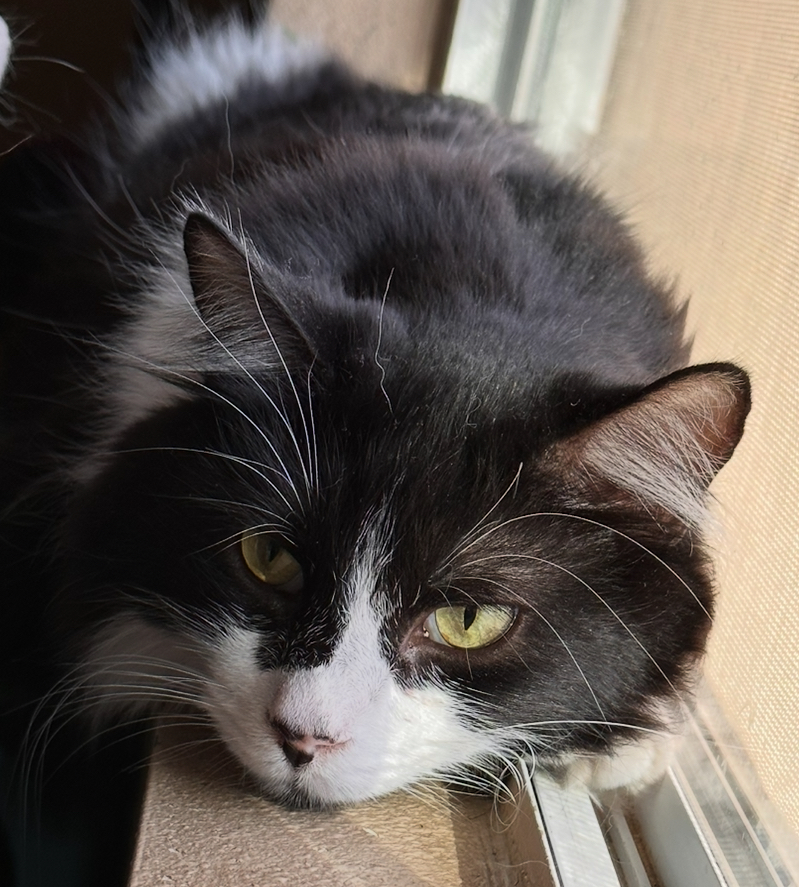 Long haired tuxedo cat