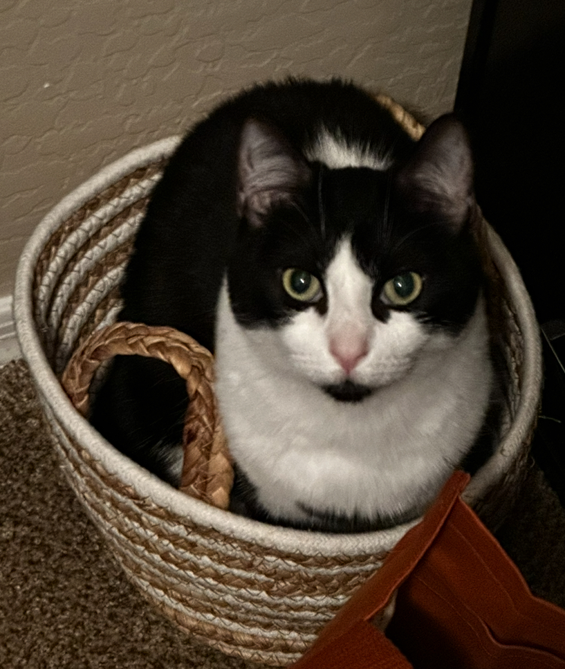 Short haired tuxedo cat