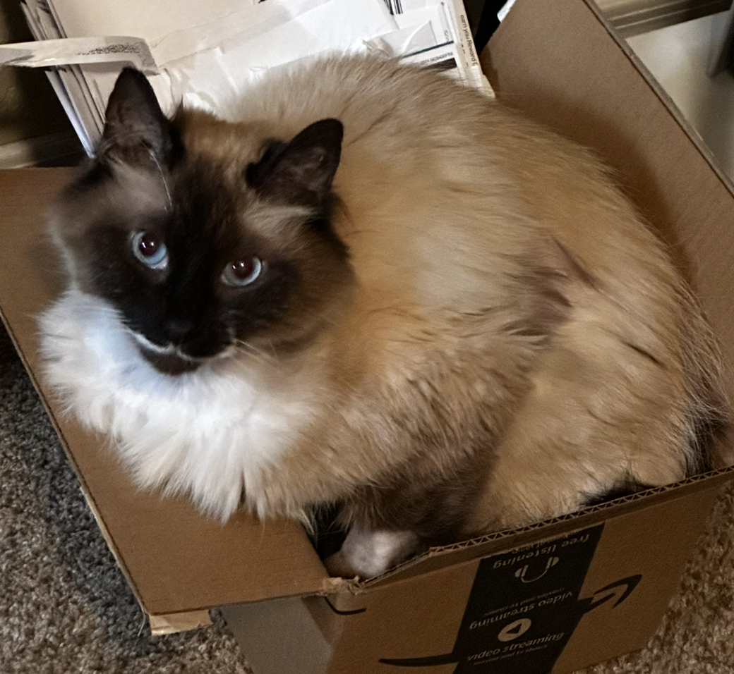 Himalayan Cat